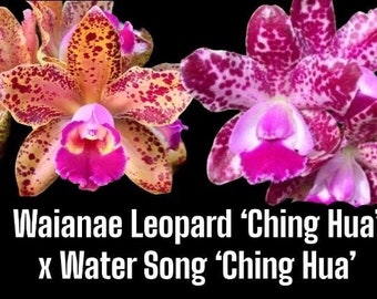 Rlc. (Waianae Leopard ‘Ching Hua' x Water Song ‘Ching Hua') (2.5” pot)