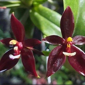 Phalaenopsis cornu-cervi red (3” Pot)