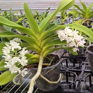 Rhynchostylis gigantea (‘KO’ x ‘#1’) (3.5” pot)