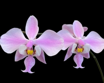 Phalaenopsis Schilleriana Orchid - Etsy Phalaenopsis Schilleriana Orchid - Etsy