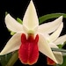 see more listings in the DENDROBIUM section