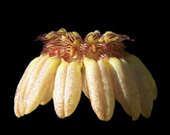 Bulbophyllum auratum (3.5” Pot)