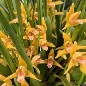 Huge 25 + bulbs Fragrant - Maxiliaria tenuifolia Yellow ‘Yamada’ AM/AOS (Sweet Coconut Fragrance)  (3.5” pot)