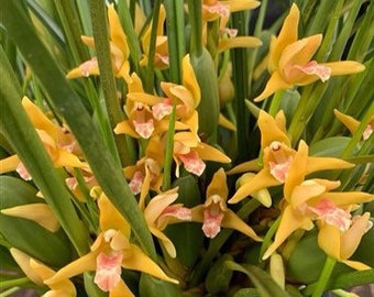 In Bloom Multi Growths Fragrant - Maxiliaria tenuifolia Yellow ‘Yamada’ AM/AOS (Sweet Coconut Fragrance)  (3” pot)