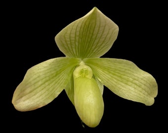 Paph. Moorei (ang thong v alba x tonsum ‘Green Gold’ HCC) (2" pot)