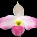 see more listings in the PAPHIOPEDILUM section
