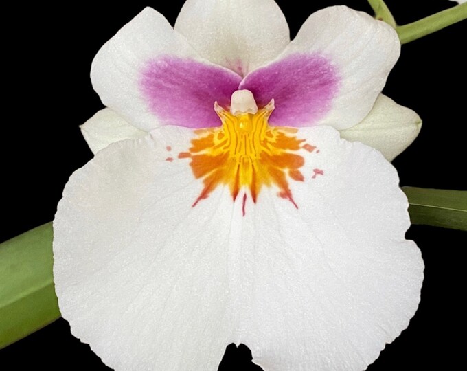 Miltoniopsis Maui Spring bright Eyes X Bertha Baker Etsy