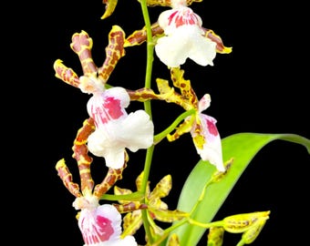 IN SPIKE - Oncidium Wild Willie Bingo'’ (3.5” Pot)