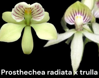 Fragrant - Prosthechea radiata x Prosthechea trulla (BS, 3.5" pot)