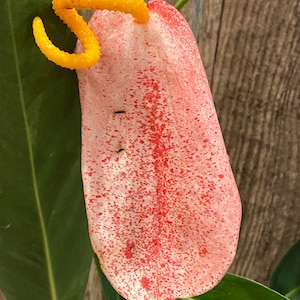 Rare - Anthurium Scherzerianum (cream With Red Dots) (4.5 Pot) - Etsy