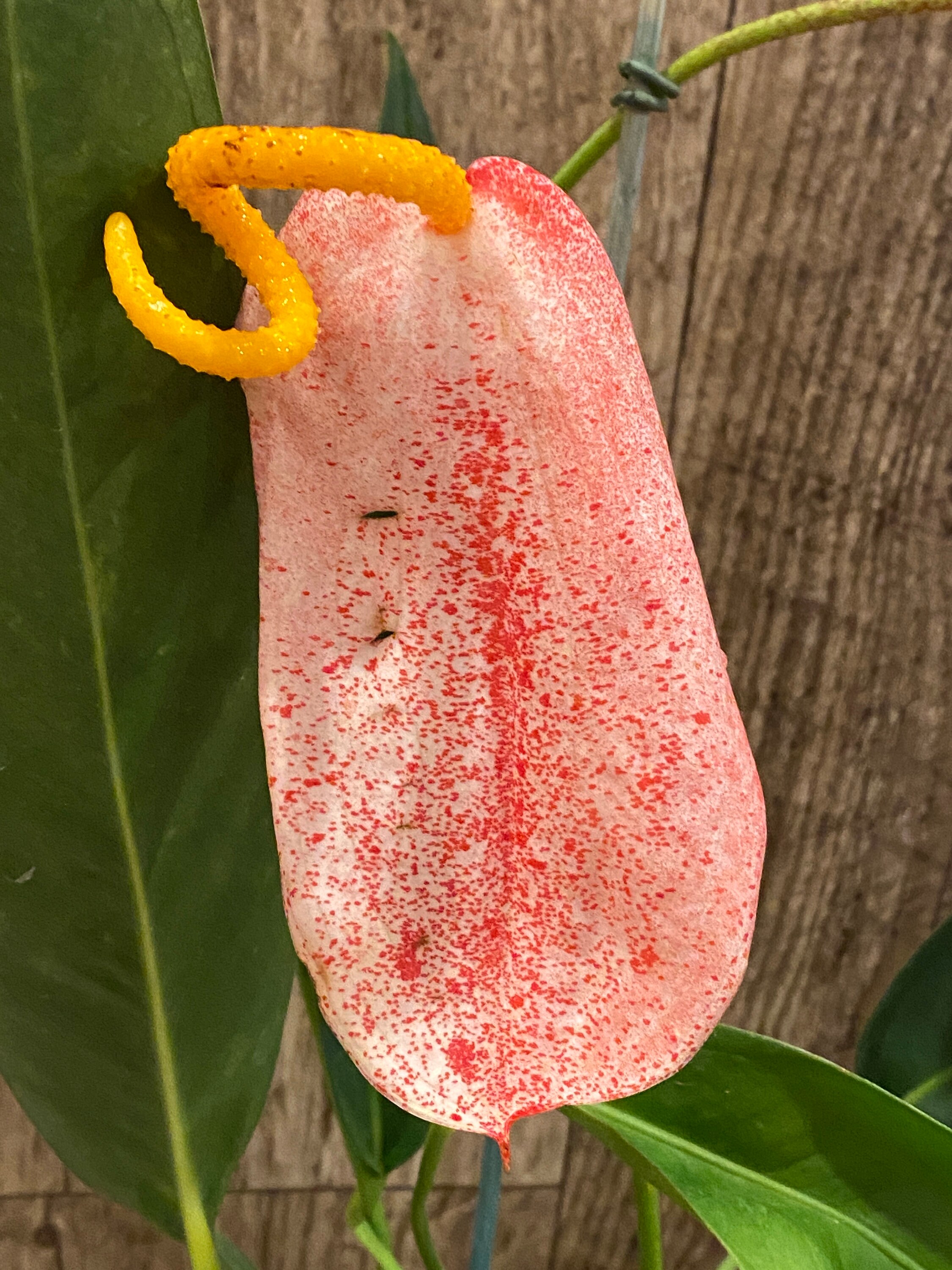 Rare - Anthurium scherzerianum (Cream with red dots) (4.5 pot) - Etsy.de