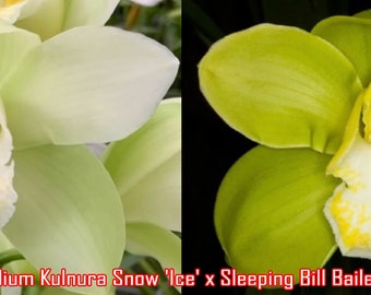 Cymbidium Kulnura Snow 'Ice' x Sleeping Bill Bailey 'Alba' (5" pot)
