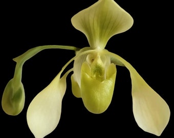 Paph. Toni Semple x lowii alba (3 Growths, 3.5” pot)