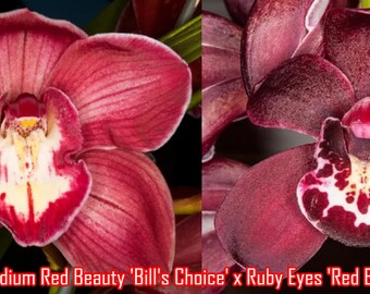 Cymbidium Red Beauty 'Bill's Choice' x Ruby Eyes 'Red Barron’ (5" pot)