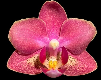 Light Fragrant In Spikes Phalaenopsis Diffusion Mottled Leaves (3" pot)