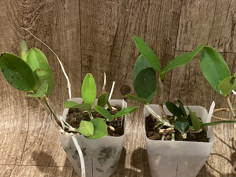 Cattleya aclandiae sib 3.5 Pot image 4