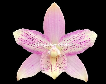 Caulocattleya Chantilly Lace &#39;Twinkle&#39; (C. El Dorado Splash x Caularthron bicornutum) (2.25” Pot)