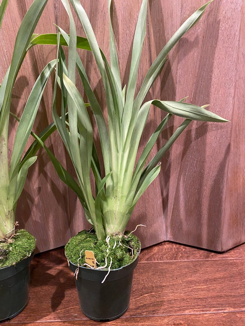 Miltoniopsis Maui Spring bright Eyes X Bertha Baker Etsy