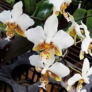 Phalaenopsis stuartiana v. tipo x sib (3” pot)