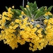 see more listings in the DENDROBIUM section