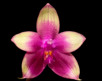 Fragrant - Phalaenopsis Meidarland Kaiulani (3” Pot)