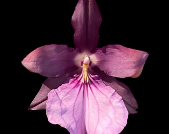 Miltonia spectabilis var. moreliana x sib (3.5” pot)