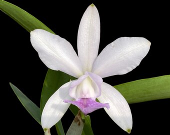 Cattleya walkeriana ‘Midnight Blue’ × C. intermedia ‘Blue’ (Blooming Sized, 3.5” Pot)