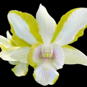 May include: A Cattleya orchid flower featuring broad, ruffled petals with a bright yellow border and a creamy white center. The central labellum displays delicate, light purple veining that radiates from the throat, set against a solid black background.
