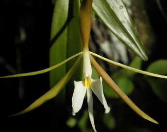 Epidendrum nocturnum (Night Fragrance) (2” pot)