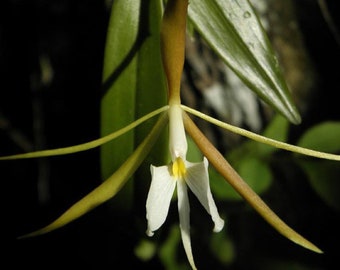 Epidendrum nocturnum (Night Fragrance, Blooming Size) (3.5” pot)