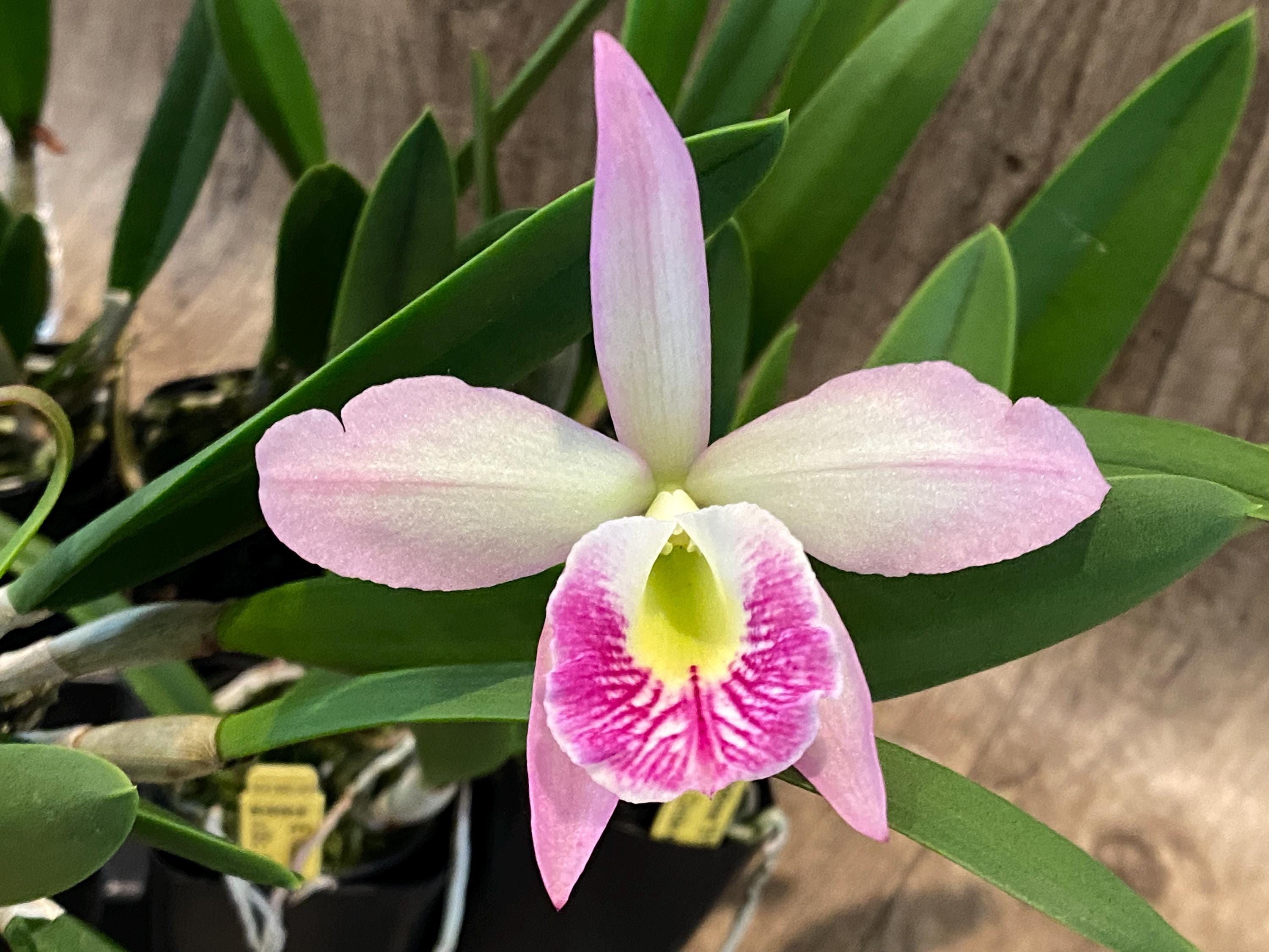 Cattleya B. Nodosa '5113' 4N X Sic. Circle of Life 'hot Pants' AM