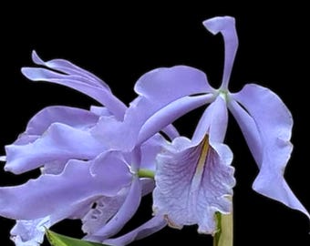 Fragrant Cattleya maxima coerulea 'Blue Sea' (2” pot)