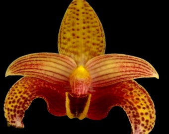 Bulbophyllum Sumatranum blooming Size (3.5” Pot)