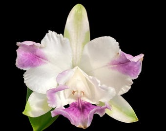 Cattleya intermedia aquinii coerulea '20-26G' x Cattleya Gaudii coerulea 'Blue Baby' AM/AOS Blooming Size (2” pot)