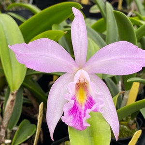 Cattleya maxima var semi alba x Bc Tetradip 'Junko Blooming Size 2 Pot image 2