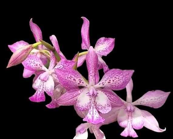 Tuckerara Hilo Adventure 'pinkie' (C. Motte Spot X Epcdm
