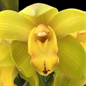 May include: A vibrant yellow cymbidium orchid flower featuring broad, rounded petals and a central labellum with delicate reddish-brown speckles and a distinct dark maroon marking at the base, set against a dark background.