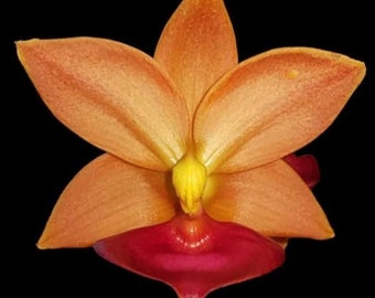Fragrant Cycnodes Taiwan Gold ‘Orange’ (2.5” pot)
