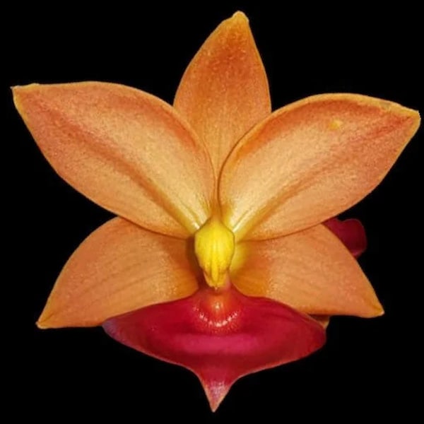 Fragrant Cycnodes Taiwan Gold ‘Orange’ (2” pot)