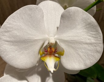 In Spikes Phalaenopsis Sogo Yukidian "V3" Large Flower (4.5" pot)
