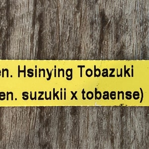 Dendrobium Hsinying Tobazuki Den. suzukli x tobaense Bloomng Size 2.5 pot image 6