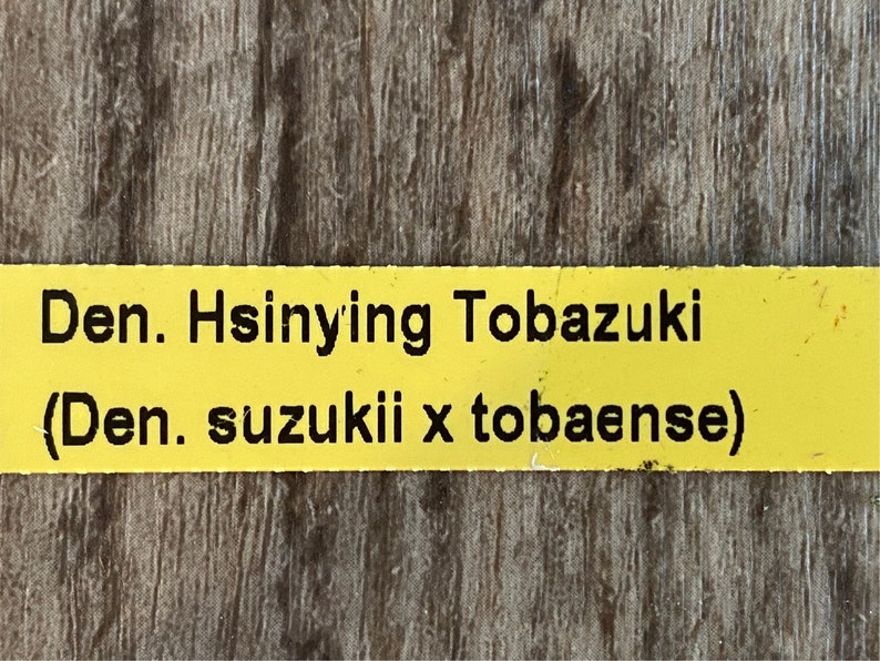 Dendrobium Hsinying Tobazuki Den. suzukli x tobaense Bloomng Size 2.5 pot image 6
