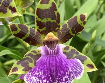 Double Spikes Zypgopetalum Jumpin Jack (3.5" pot)
