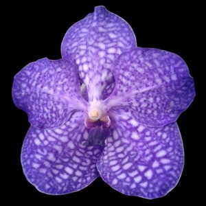 Vanda Golamco's Blue Magic (Blooming Size, 3” basket)