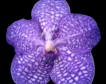 Vanda Golamco's Blue Magic (Blooming Size, 3” basket)