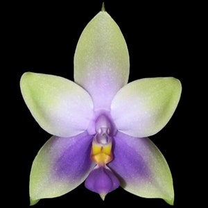 Fragrant - Phalaenopsis Samera (violacea indigo x bellina coerulea) (3” pot)