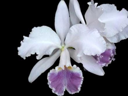 Fragrant Cattleya Suzanne Hye (mossiae x gaskelliana v. coerulea" (5" pot)