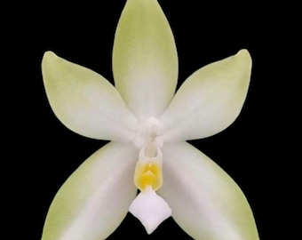 洋蘭原種］Phal. celebensis yellow 洋蘭原種］Phal. celebensis