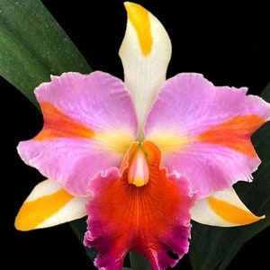 Rlc. Amazing Thailand ‘Rainbow’ Blooming Size (4.5" Pot)