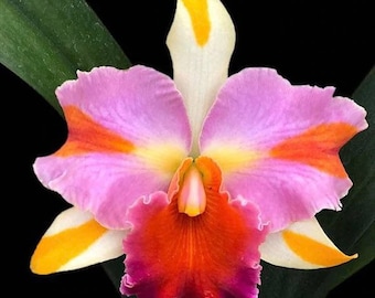 Rlc. Amazing Thailand ‘Rainbow’ (3.5” pot)